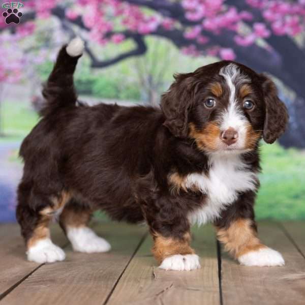 kaite, Mini Bernedoodle Puppy